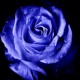 Blue Rose